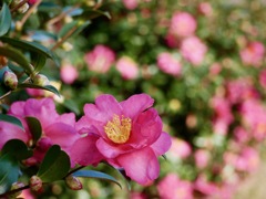 山茶花