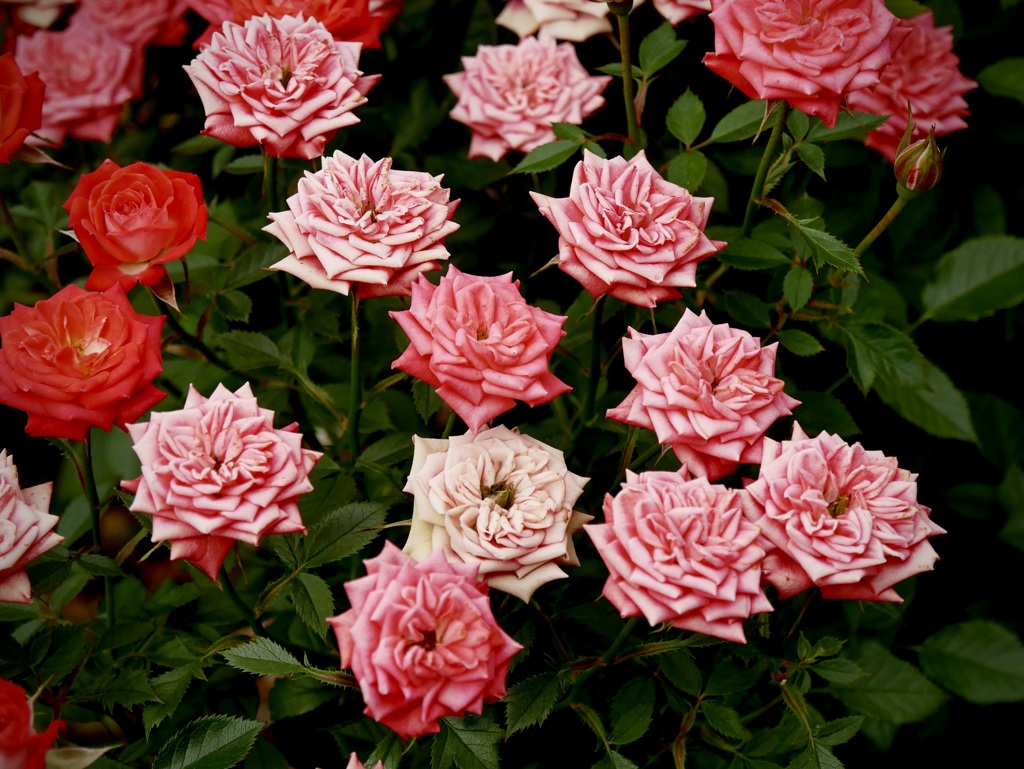 ミニ薔薇