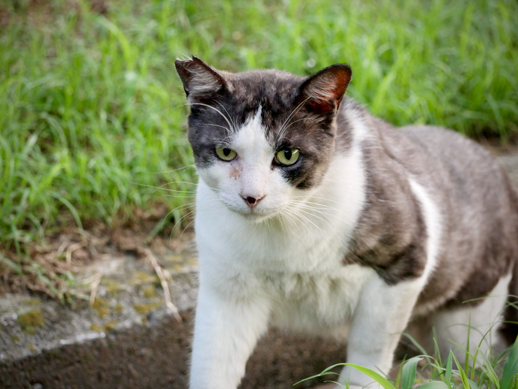散歩道のノラ・・百戦錬磨の顔立ち