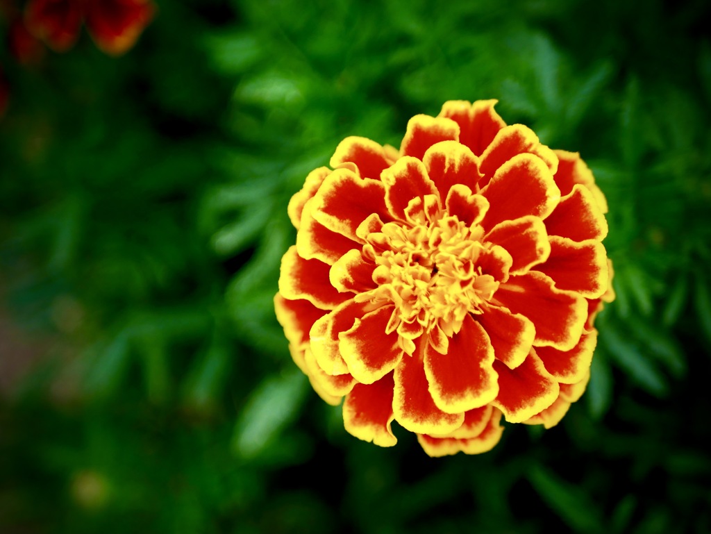 マリーゴールド