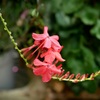 温室の花４