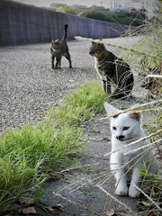 おはよう！ノラちゃん