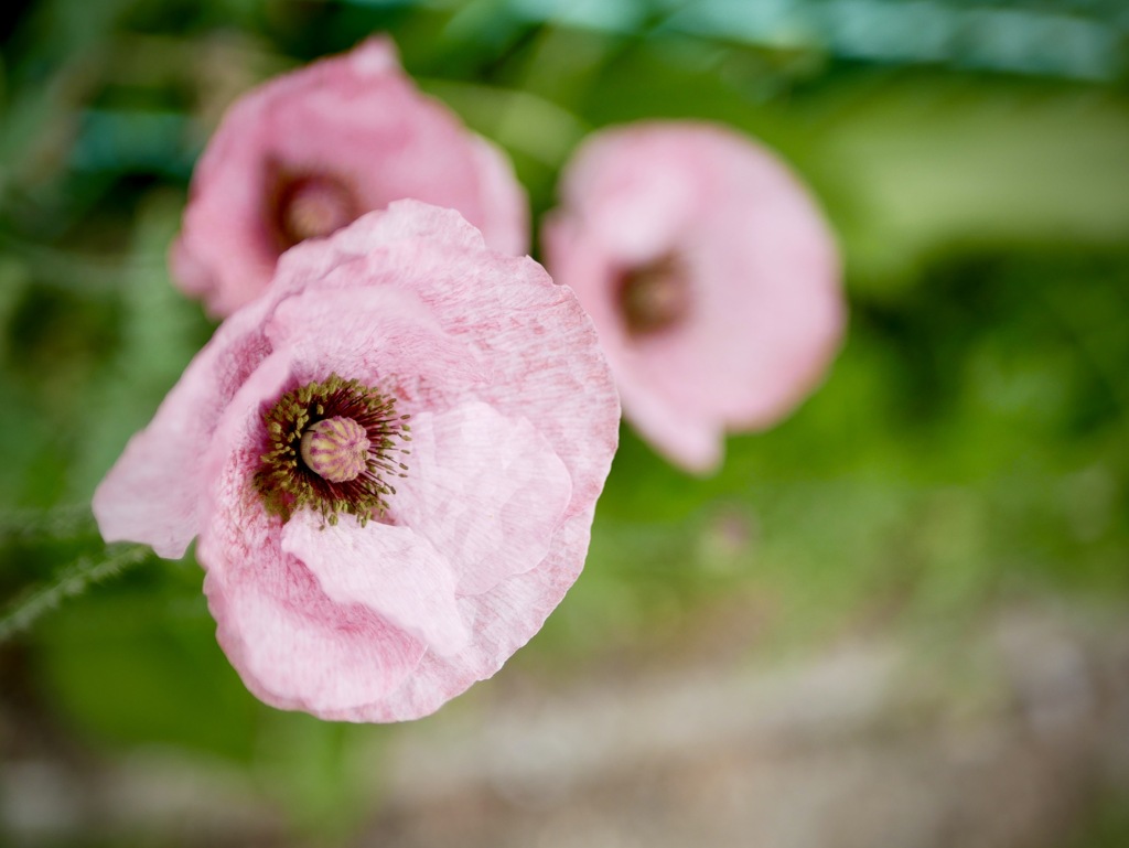 6月の尼崎えびす神社　９