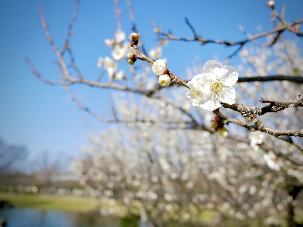 小田南公園の梅