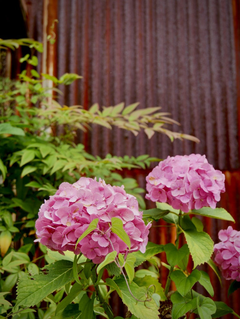 紫陽花