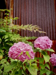 紫陽花