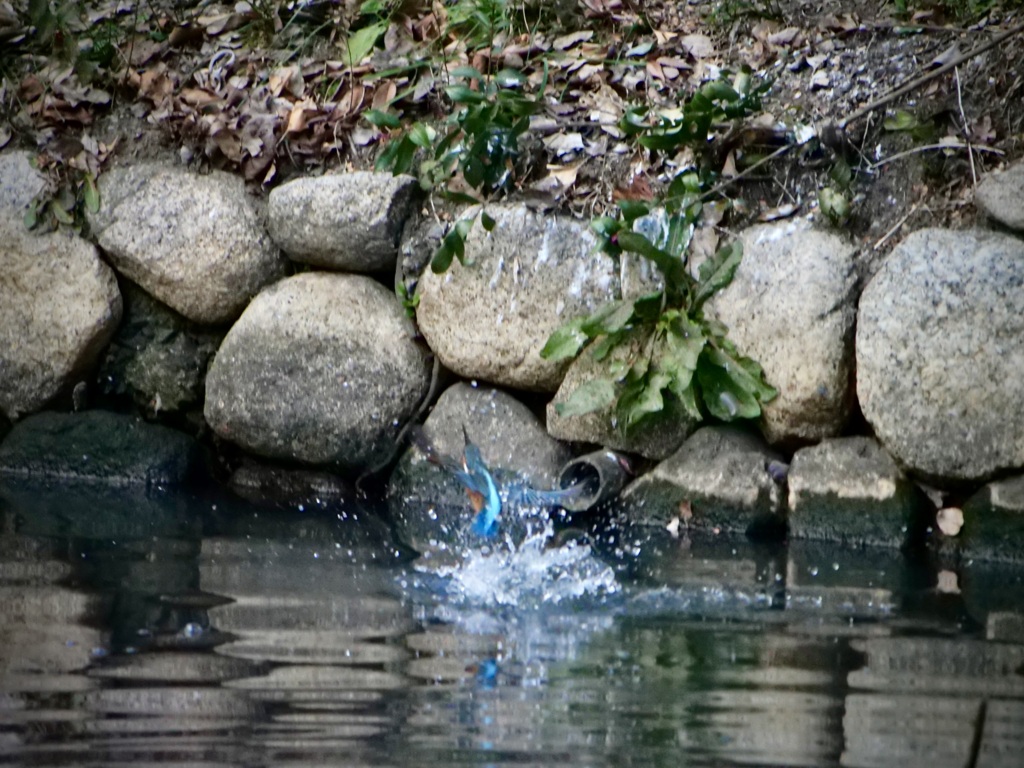 初カワセミ（ピンボケですが・・）