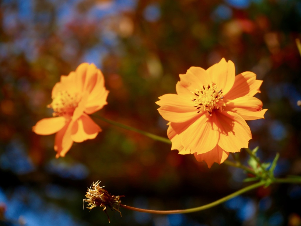 寒さに耐えて、まだ咲いてます