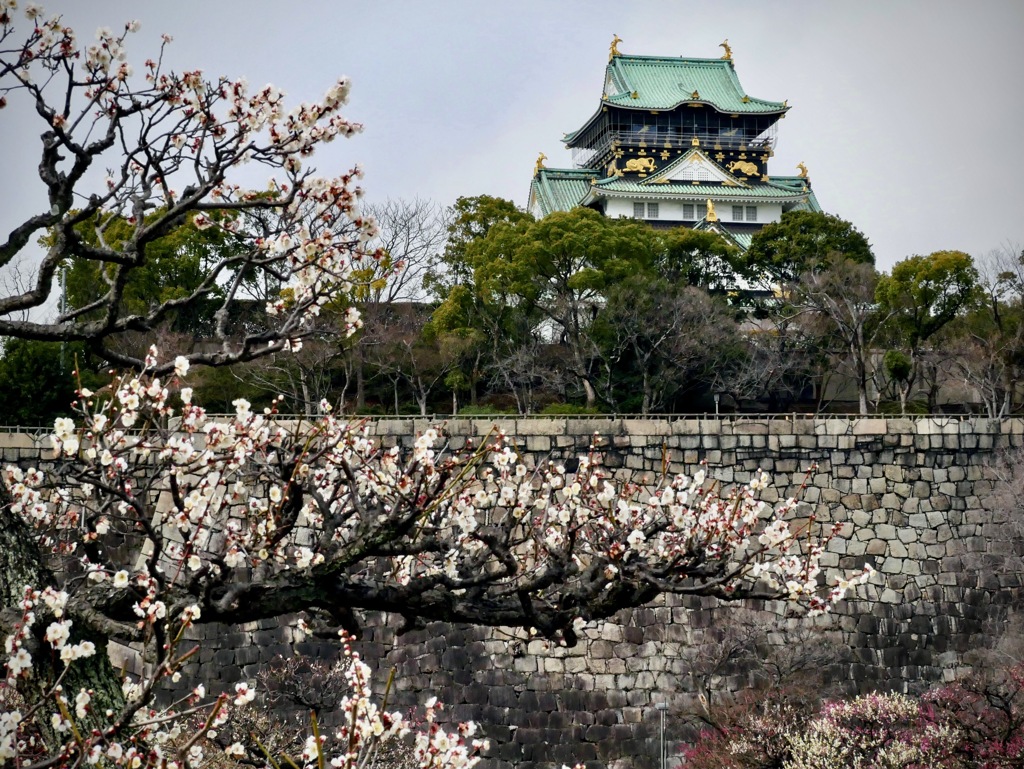 寒い日の大阪城梅林