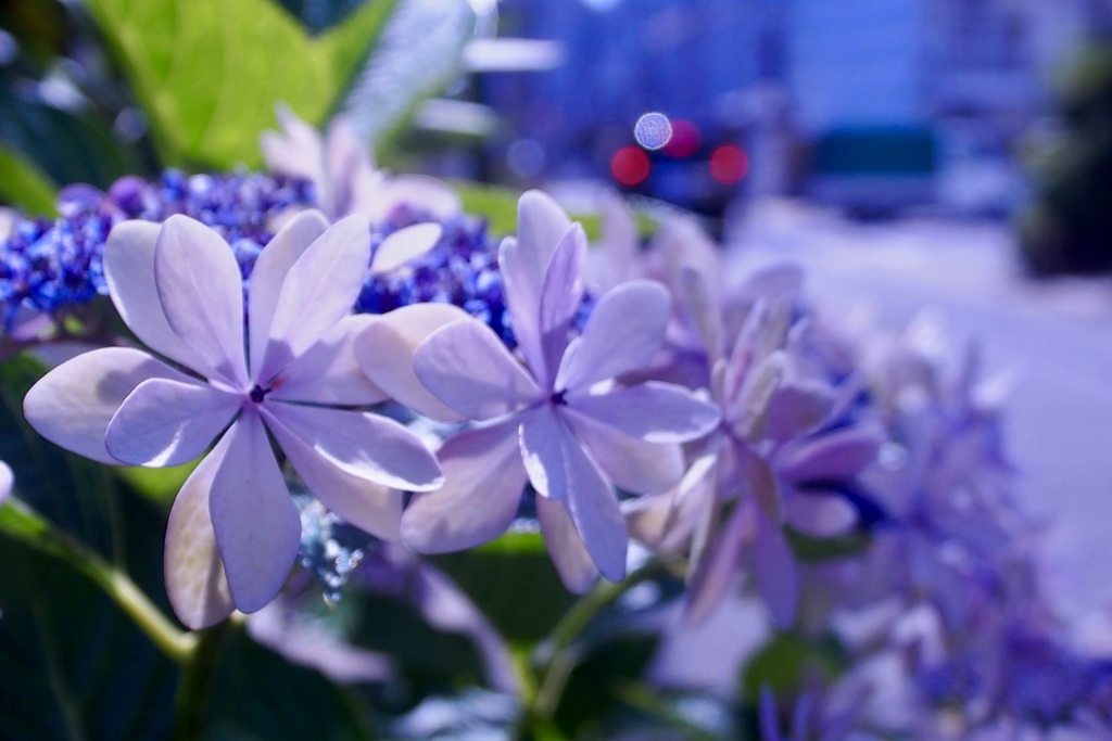 紫陽花