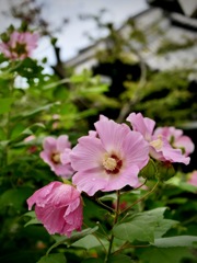 雨上がりの寺町にて・・