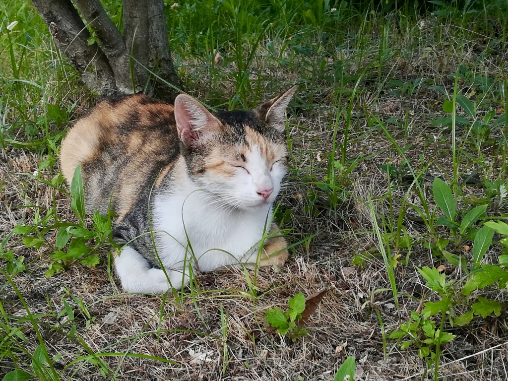 眠たい朝