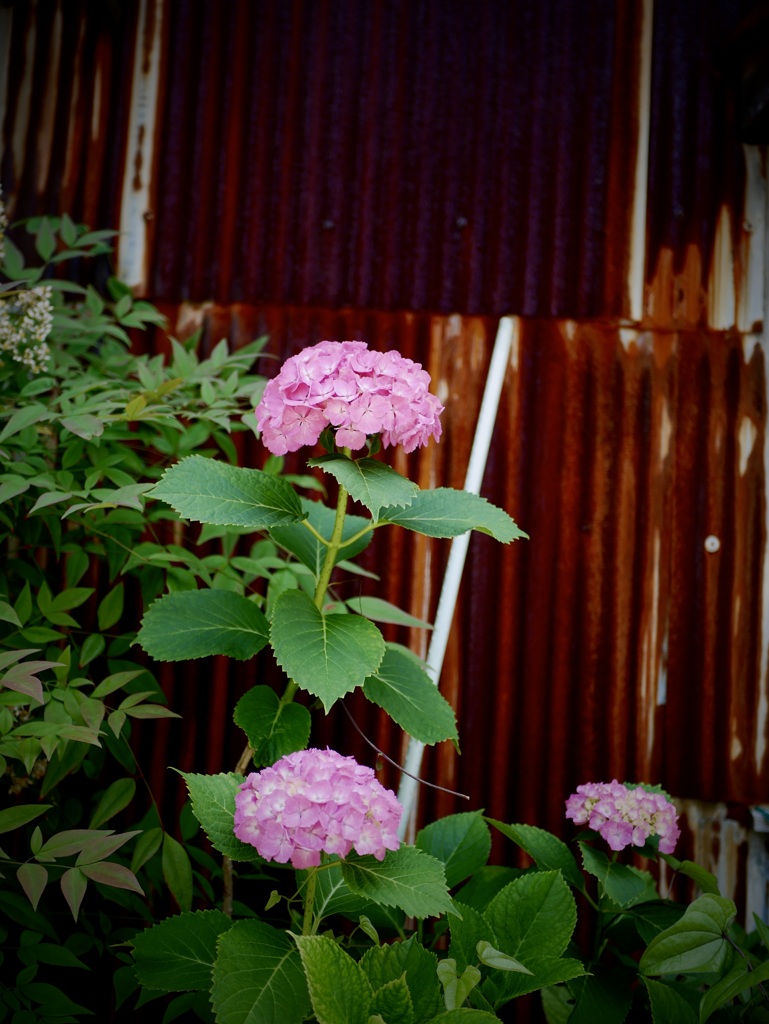 昔長屋の紫陽花