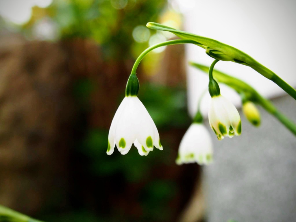 春の花3