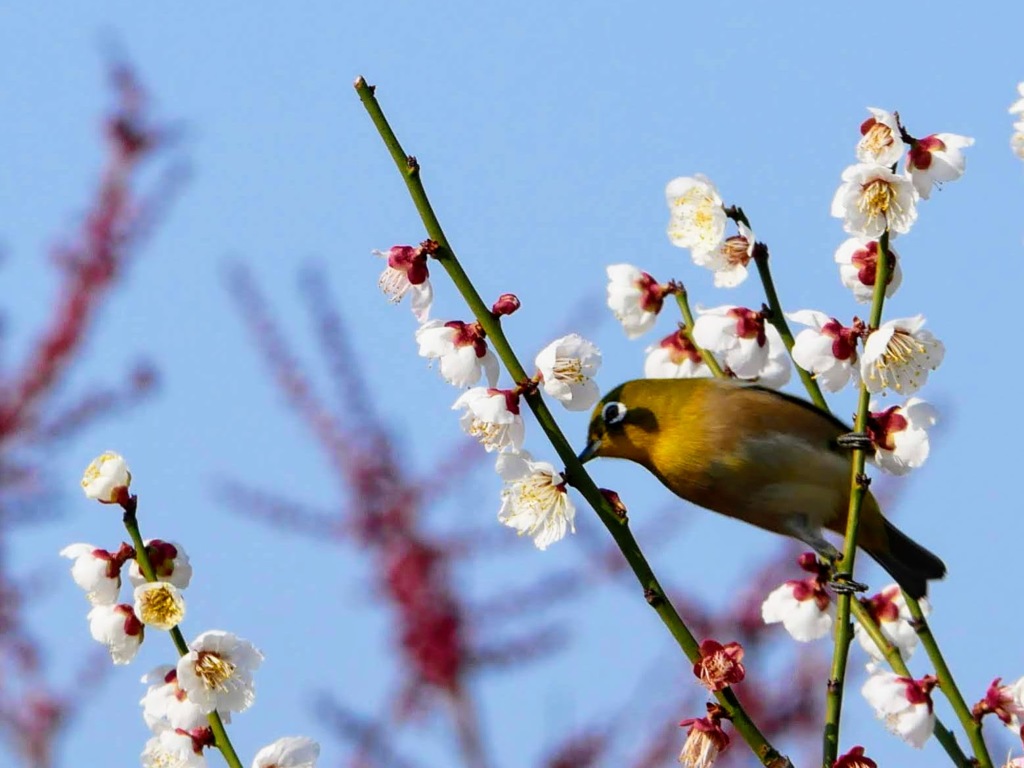 お花の形のアイシャドウ