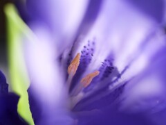 リンドウの黄色い帽子