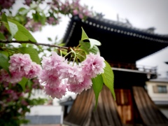 雨上がりの寺町２