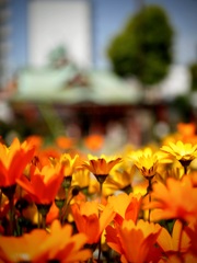 尼崎えびす神社にて