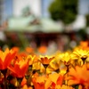 尼崎えびす神社にて