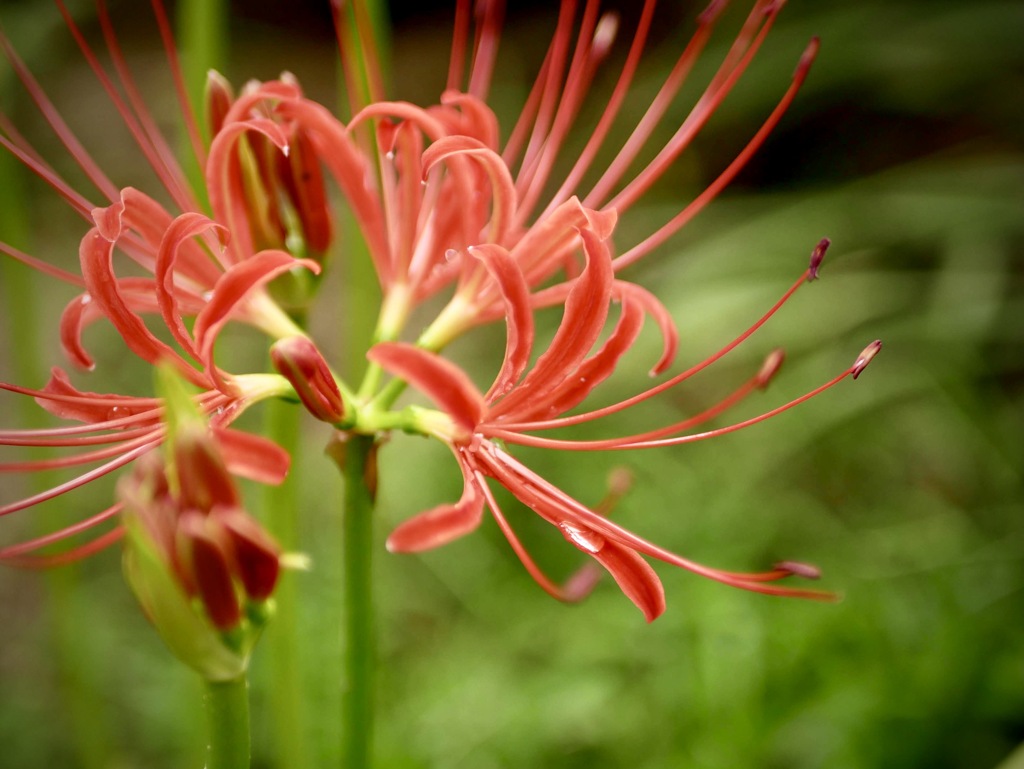 雨上がりの寺町にて・・３