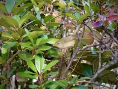 尼崎南部　蓬川公園のウグイス