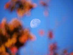 秋のMorning Moon