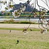 武庫川河川敷にて