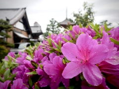雨上がりの寺町３