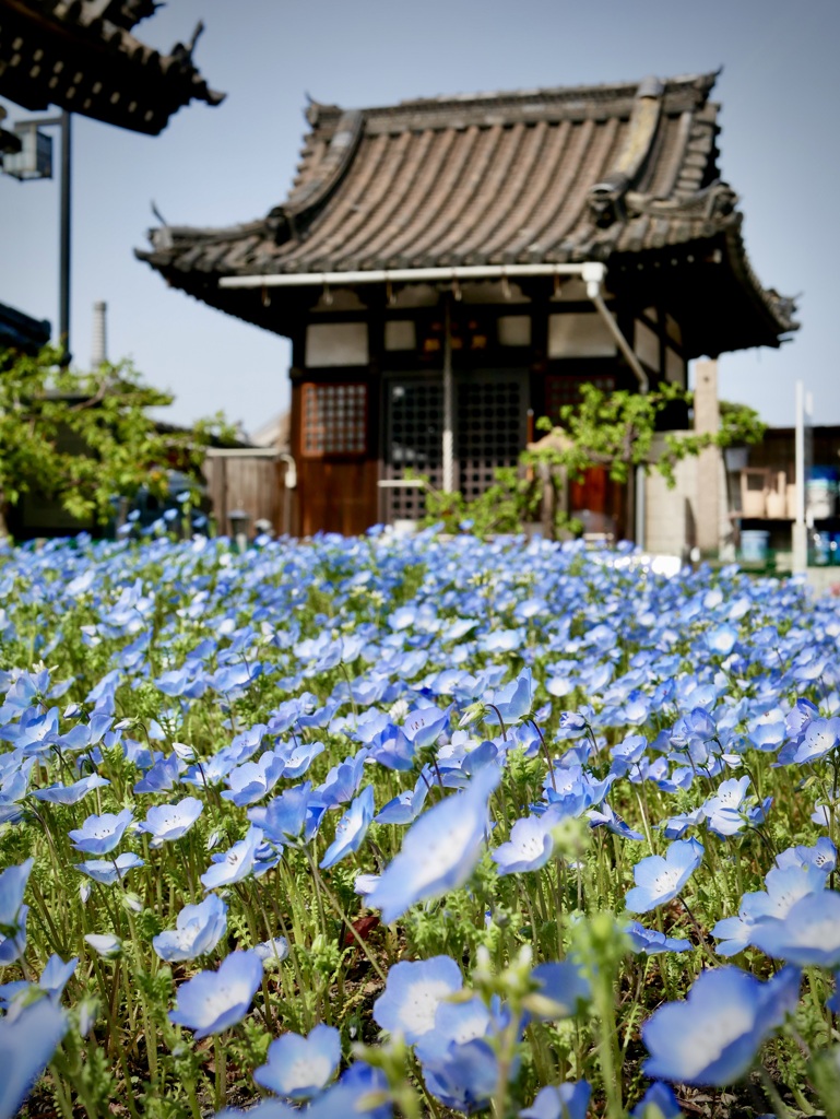 善通寺ブルー