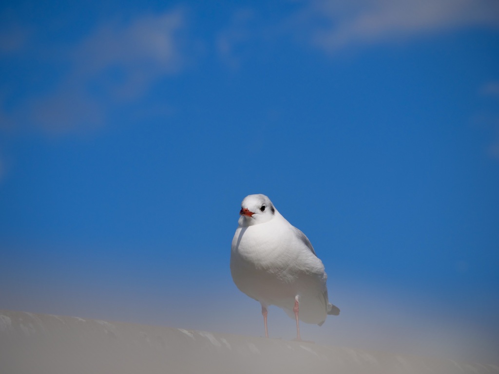 青い空と・・