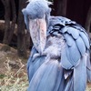 ハシビロコウ２