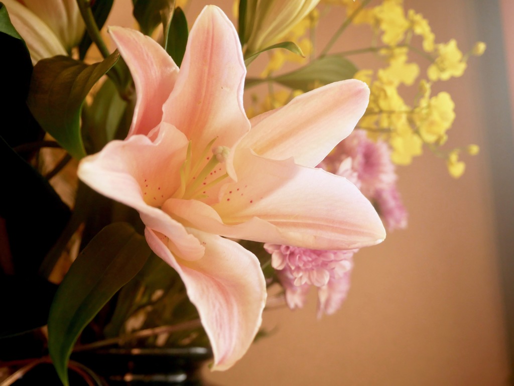 百合