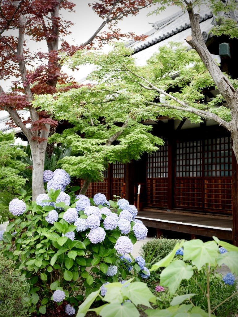 寺町　6月