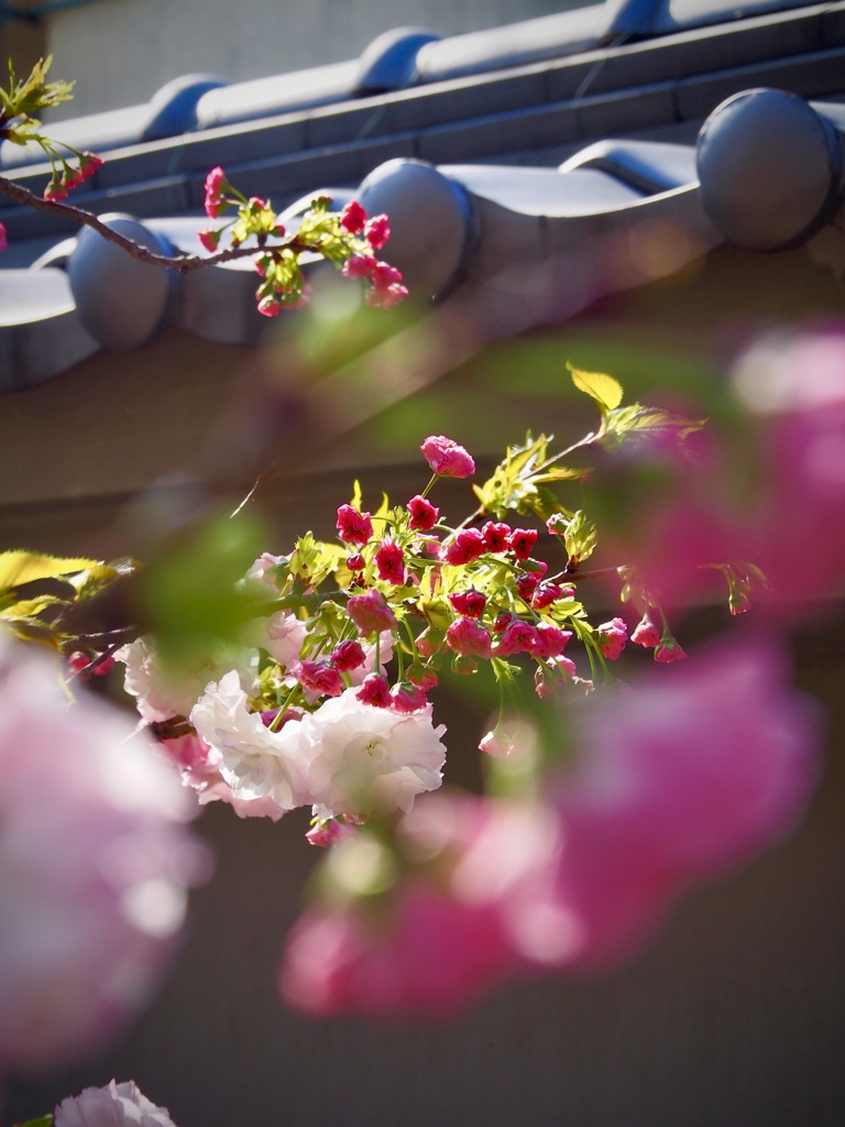 八重桜が咲き出した