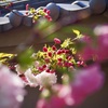 八重桜が咲き出した