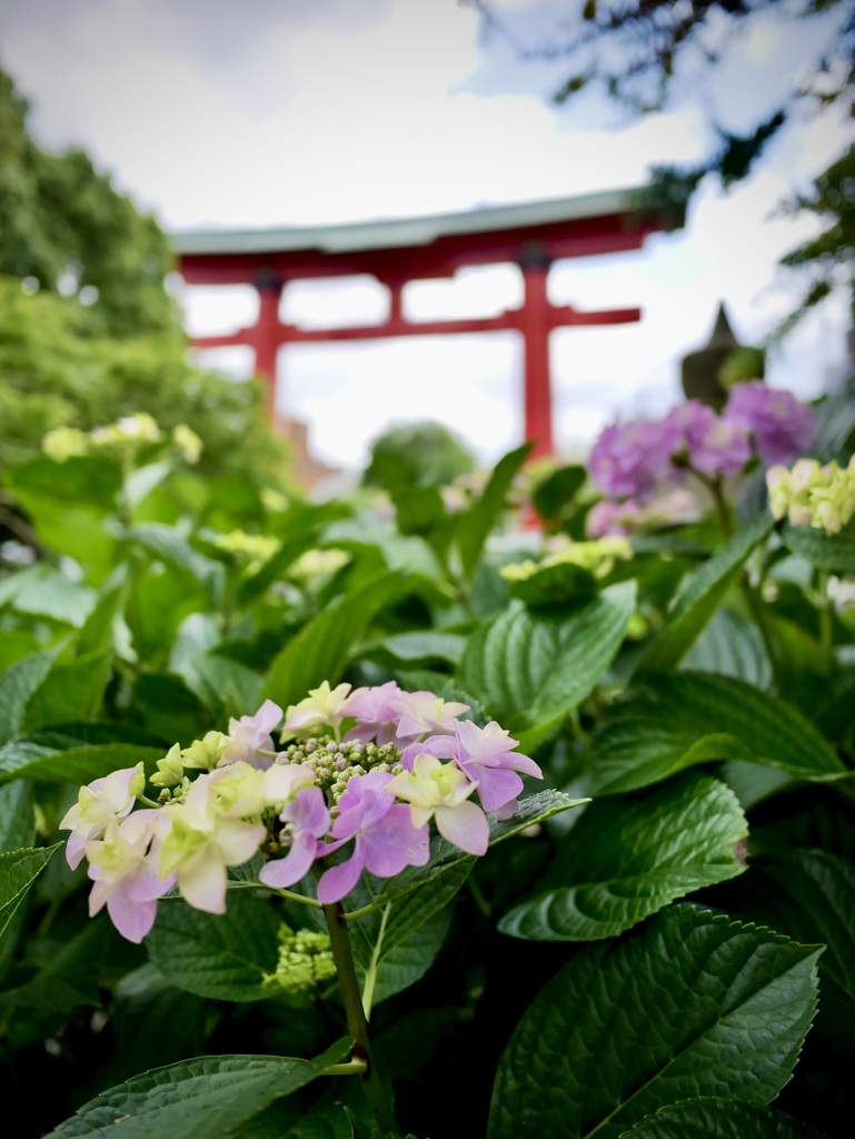 ６月初旬のえべっさん