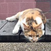 ノラ