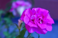 小さな花