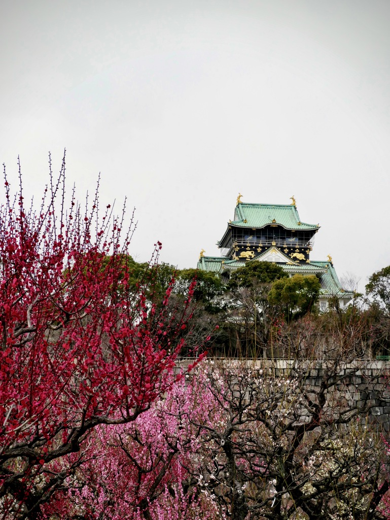 寒い日の大阪城梅林