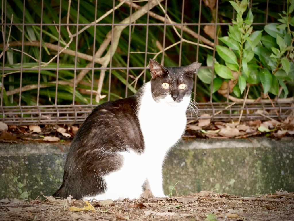 散歩道のノラ・・光る目