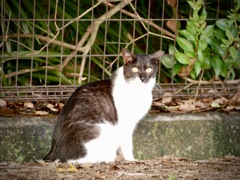 散歩道のノラ・・光る目