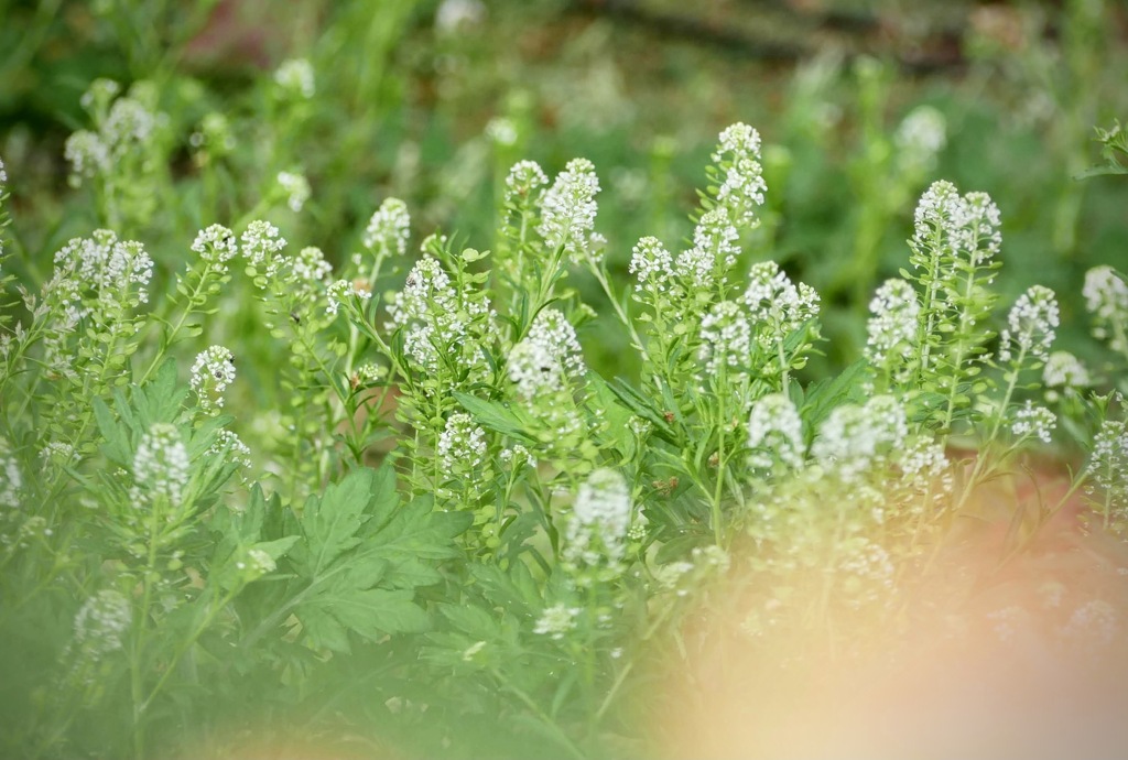バラ公園のぺんぺん草