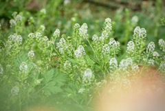 バラ公園のぺんぺん草