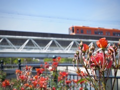 薔薇と阪神電車