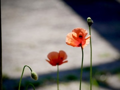 ナガミヒナゲシ４