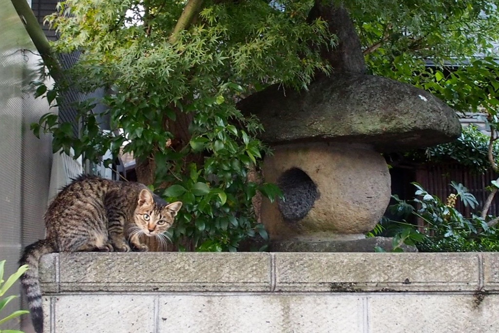 尼崎　猫のいる風景１０