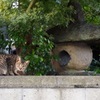 尼崎　猫のいる風景１０