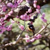 梅にジョウビタキ