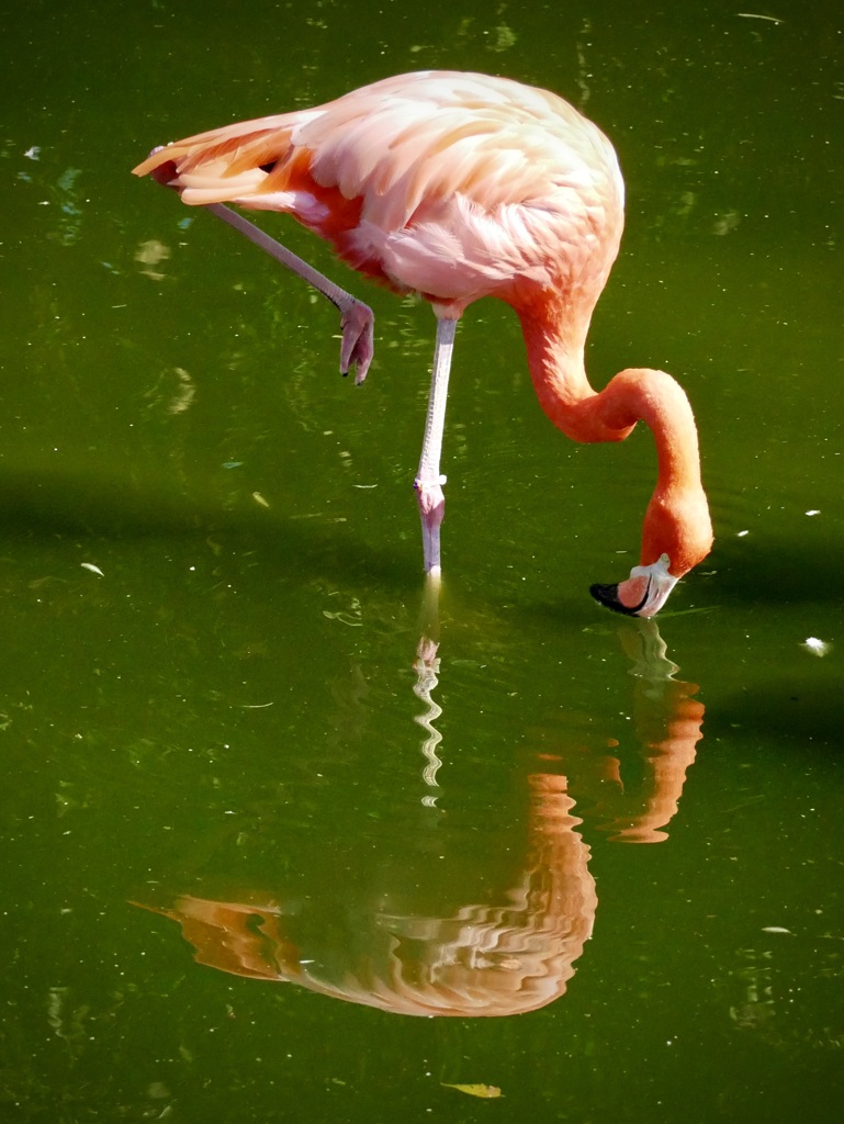 ふらふらフラミンゴ