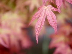 雨上がりの尼崎えびす神社７